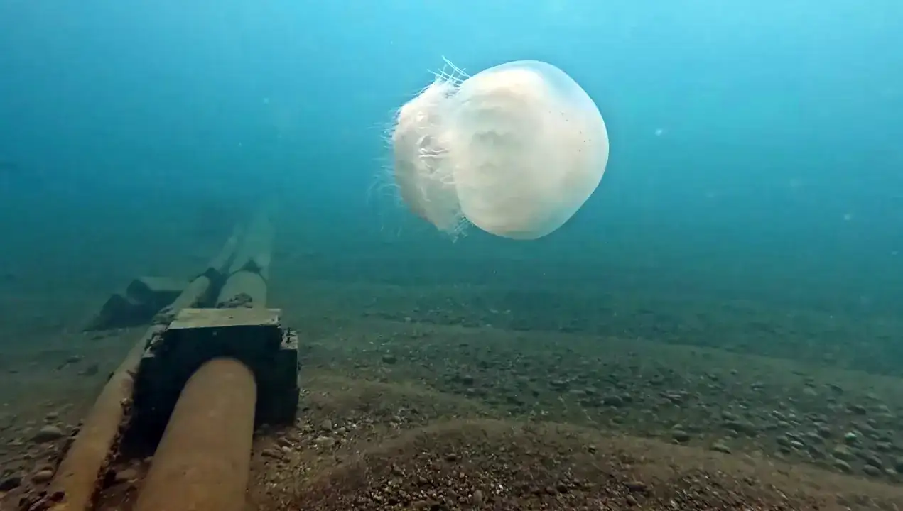 Akdeniz'in Devleri Antalya Körfezi'ni Kuşattı 7